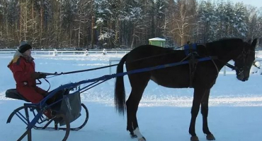 Druhy koňských spřežení a jejich samostatná výroba